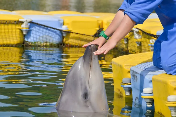 Japan Dolphin Center